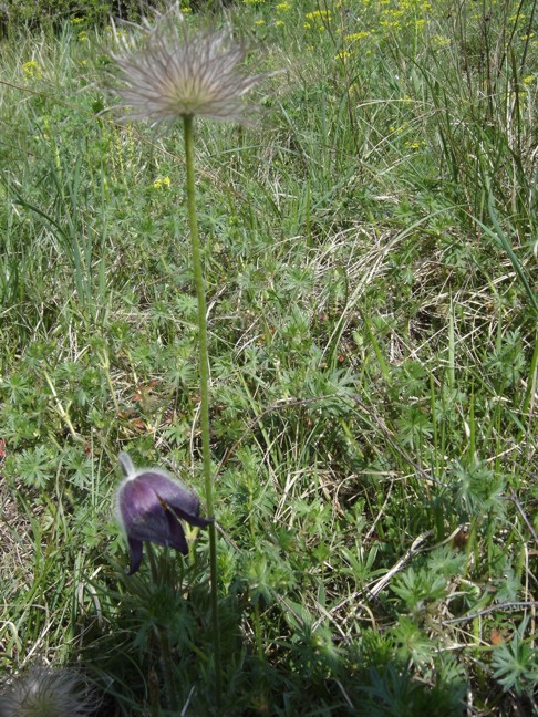 Pulsatilla montana